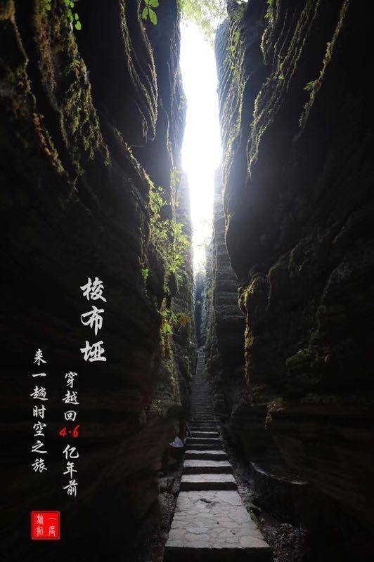 破碎的动物图形